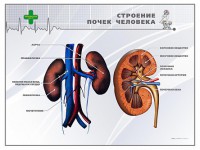 Стенд "Строение почки человека" - fgospostavki.ru - Шумерля
