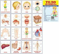 Раздаточные карточки "Тело человека" - fgospostavki.ru - Шумерля