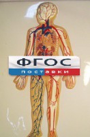 Модель барельефная "Кровеносная система человека" - fgospostavki.ru - Шумерля