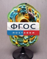 Модель "Клетка растения" - fgospostavki.ru - Шумерля