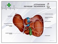 Стенд "Строение печени человека" - fgospostavki.ru - Шумерля