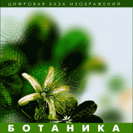 Ботаника. (Цифровая база изображений) - fgospostavki.ru - Шумерля