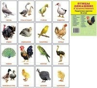 Раздаточные карточки "Птицы домашние и декоративные" - fgospostavki.ru - Шумерля