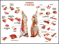 Таблица "Правила разделки мясных туш. Говядина и телятина" (100х140 сантиметров, винил) - fgospostavki.ru - Шумерля