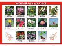 Таблица демонстрационная "Растения Красной книги" (винил 100*140) - fgospostavki.ru - Шумерля