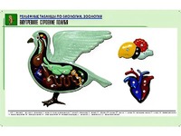 Рельефная таблица "Внутреннее строение голубя" (формат А1, матовое ламинирование) - fgospostavki.ru - Шумерля