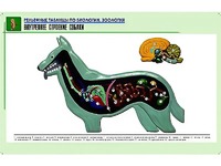 Рельефная таблица "Внутреннее строение собаки" (формат А1, матовое ламинирование) - fgospostavki.ru - Шумерля