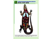 Рельефная таблица "Внутреннее строение ящерицы" (формат А1, матовое ламинирование) - fgospostavki.ru - Шумерля