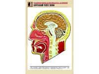 Рельефная таблица "Сагиттальный разрез головы" (формат А1, матовое ламинирование) - fgospostavki.ru - Шумерля
