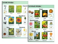 Коллекция "Семена и плоды" - fgospostavki.ru - Шумерля