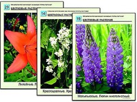Гербарий фотографический "Основные группы растений" - fgospostavki.ru - Шумерля