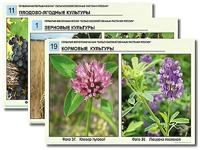 Гербарий фотографический "Сельскохозяйственные растения России" - fgospostavki.ru - Шумерля