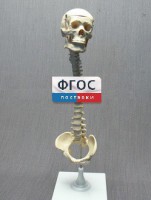 Модель "Позвоночник с черепом и тазом" - fgospostavki.ru - Шумерля