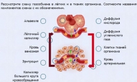 Интерактивные курсы. Биология 9 класс. Расширенный. - fgospostavki.ru - Шумерля