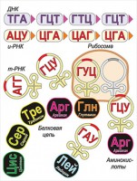 Модель-аппликация Биосинтез белка - fgospostavki.ru - Шумерля