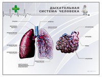 Стенд "Дыхательная система человека" - fgospostavki.ru - Шумерля