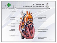 Стенд "Строение сердца человека" - fgospostavki.ru - Шумерля