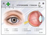 Интерактивный стенд "Строение глаза" - fgospostavki.ru - Шумерля
