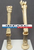 Скелет конечности лошади (передняя и задняя) на подставке - fgospostavki.ru - Шумерля
