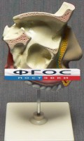 Модель "Разрез носоглотки" - fgospostavki.ru - Шумерля