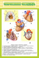 Стенд "Строение сердца" - fgospostavki.ru - Шумерля