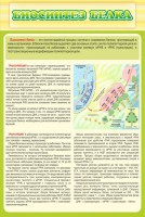 Стенд "Биосинтез белка" - fgospostavki.ru - Шумерля
