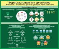 Стенд "Формы размножения организмов" - fgospostavki.ru - Шумерля