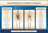 Электрифицированный стенд-тренажер c макетом скелета "Анатомическое строение человека" - fgospostavki.ru - Шумерля
