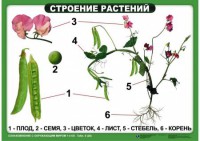 Комплект таблиц "Ознакомление с окружающим миром 1-4 класс" - fgospostavki.ru - Шумерля