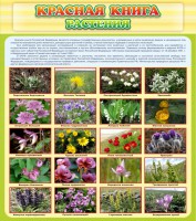 Стенд "Красная книга - растения" - fgospostavki.ru - Шумерля
