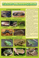 Стенд "Класс земноводные" - fgospostavki.ru - Шумерля