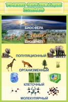 Стенд "Уровни организации живого" - fgospostavki.ru - Шумерля