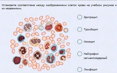 Интерактивные курсы. Биология 11 класс. Расширенный. - fgospostavki.ru - Шумерля