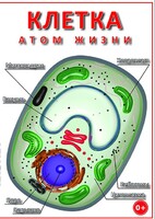 DVD "Клетка - "атом жизни" - fgospostavki.ru - Шумерля