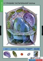 Комплект таблиц. Биология. Вещества растений. Клеточное строение. - fgospostavki.ru - Шумерля
