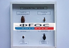 Коллекция "Семейство жуков" - fgospostavki.ru - Шумерля