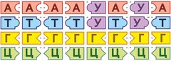 Модель-аппликация Удвоение ДНК и транскрипция РНК - fgospostavki.ru - Шумерля