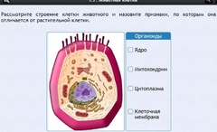 Интерактивные курсы. Биология 8 класс. Базовый - fgospostavki.ru - Шумерля