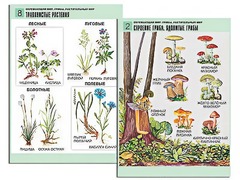 Комплект таблиц "Окружающий мир. Грибы. Растительный мир" (12 таблиц, А1, ламинированные) - fgospostavki.ru - Шумерля