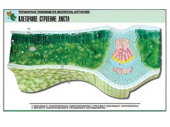 Рельефная таблица "Клеточное строение листа" (формат А1, матовое ламинирование) - fgospostavki.ru - Шумерля
