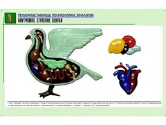 Рельефная таблица "Внутреннее строение голубя" (формат А1, матовое ламинирование) - fgospostavki.ru - Шумерля