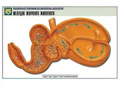 Рельефная таблица "Желудок жвачного животного" (формат А1, матовое ламинирование) - fgospostavki.ru - Шумерля