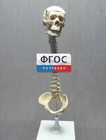 Модель "Позвоночник с черепом и тазом" - fgospostavki.ru - Шумерля