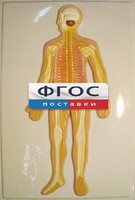 Модель барельефная "Нервная система человека" - fgospostavki.ru - Шумерля