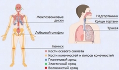 Интерактивные курсы. Биология 9 класс. Базовый. - fgospostavki.ru - Шумерля
