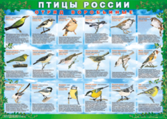 Комплект таблиц "Птицы России (4 листа)" (100х140 сантиметров, винил) - fgospostavki.ru - Шумерля