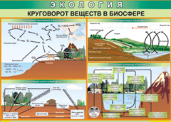 Таблица "Круговорот веществ в биосфере" (100х140 сантиметров, винил) - fgospostavki.ru - Шумерля