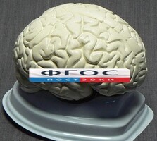 Модель "Мозг в разрезе" (белый) - fgospostavki.ru - Шумерля