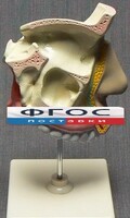 Модель "Разрез носоглотки" - fgospostavki.ru - Шумерля