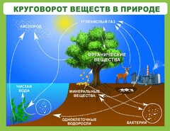Стенд "Круговорот веществ" - fgospostavki.ru - Шумерля